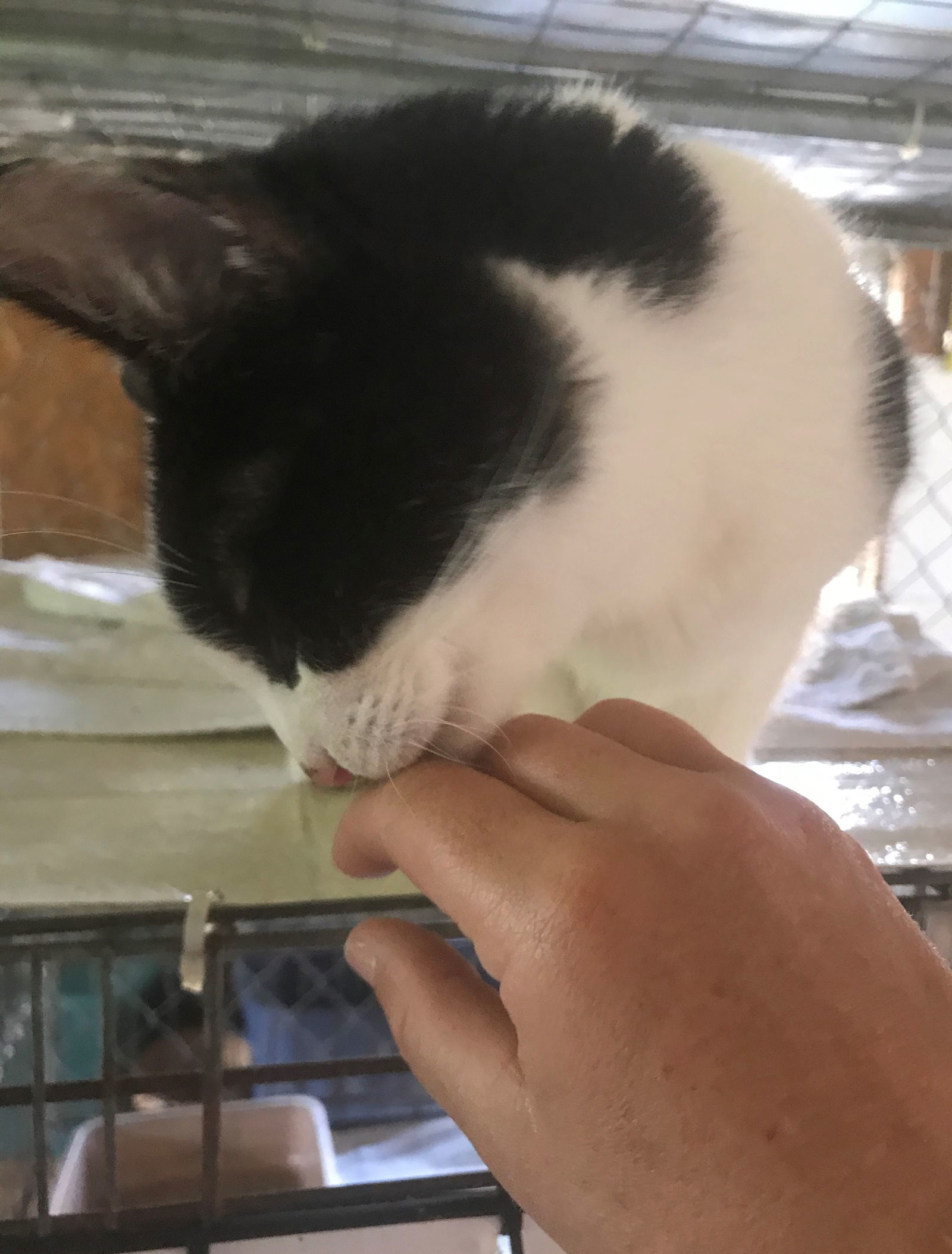 Oreo, an adoptable Domestic Short Hair in Apollo, PA, 15613 | Photo Image 2