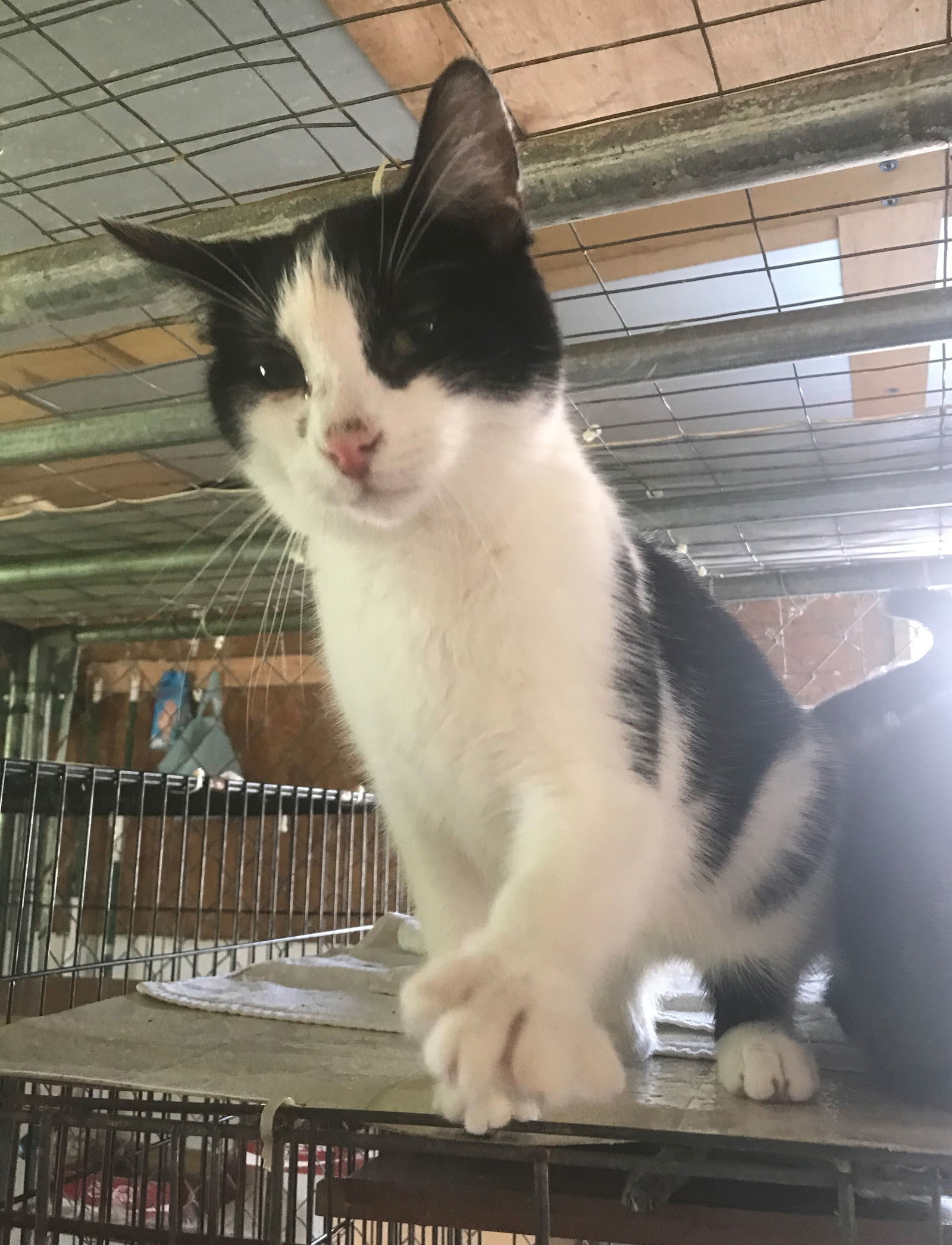Oreo, an adoptable Domestic Short Hair in Apollo, PA, 15613 | Photo Image 3