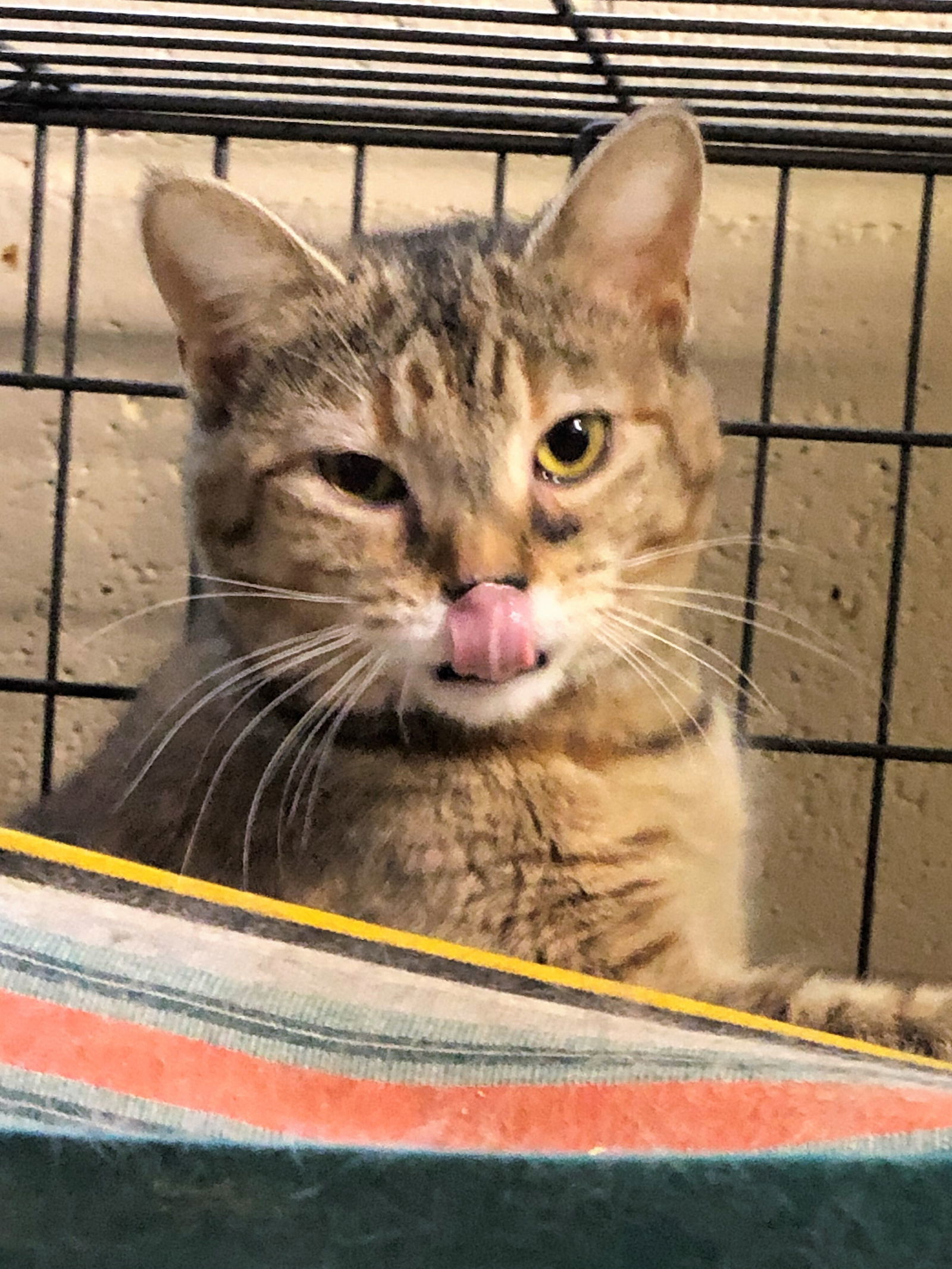Greta, an adoptable Tabby, Domestic Short Hair in Apollo, PA, 15613 | Photo Image 1
