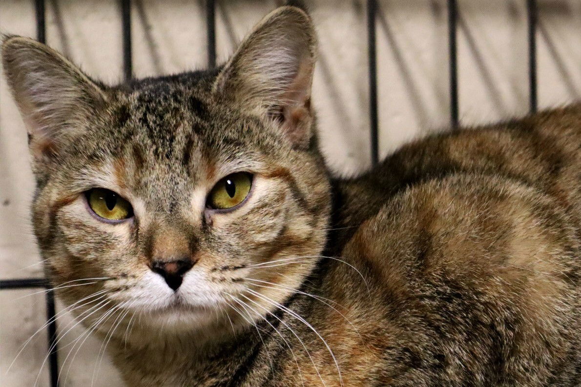 Greta, an adoptable Tabby, Domestic Short Hair in Apollo, PA, 15613 | Photo Image 2
