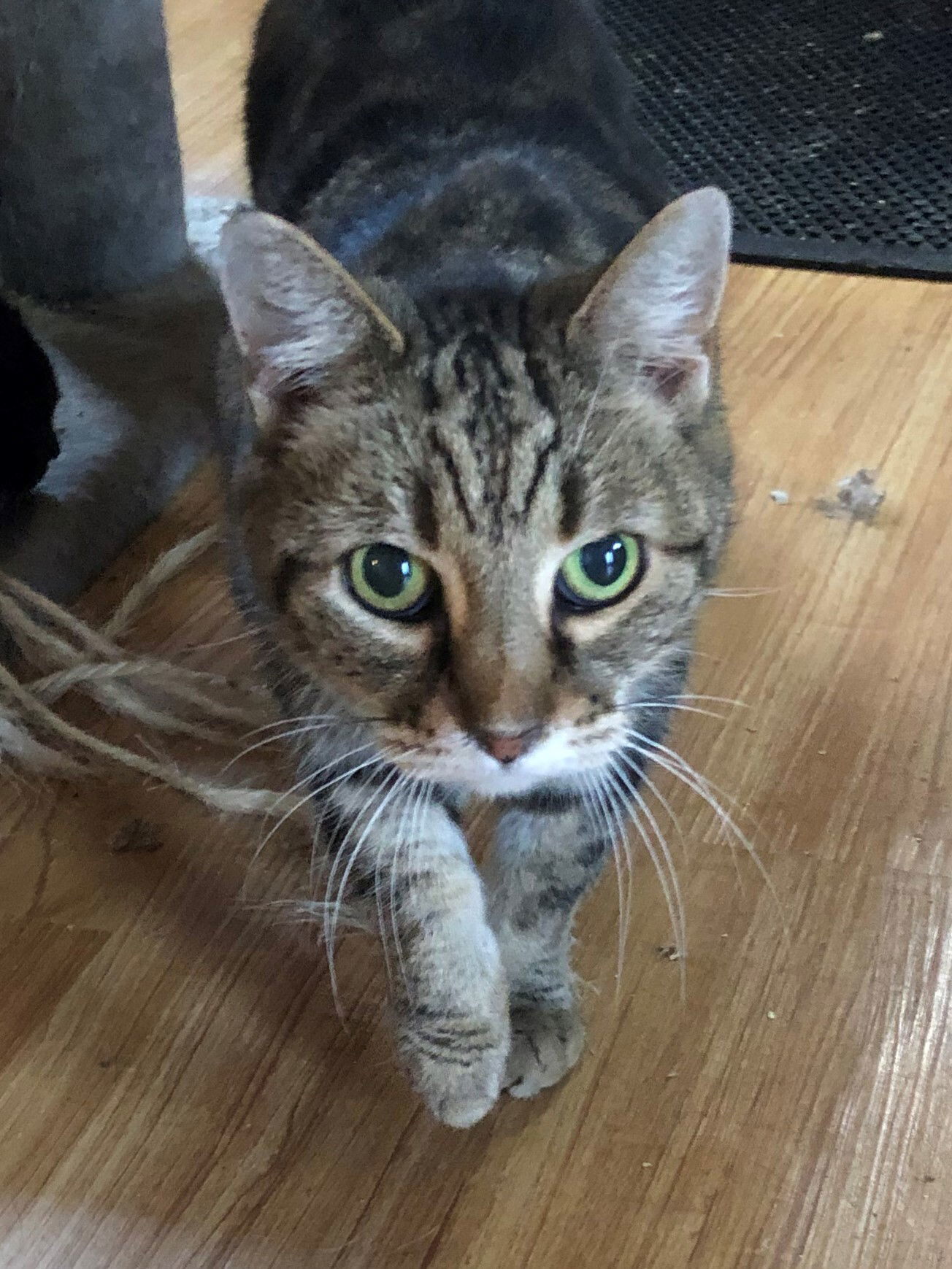 Greta, an adoptable Tabby, Domestic Short Hair in Apollo, PA, 15613 | Photo Image 3