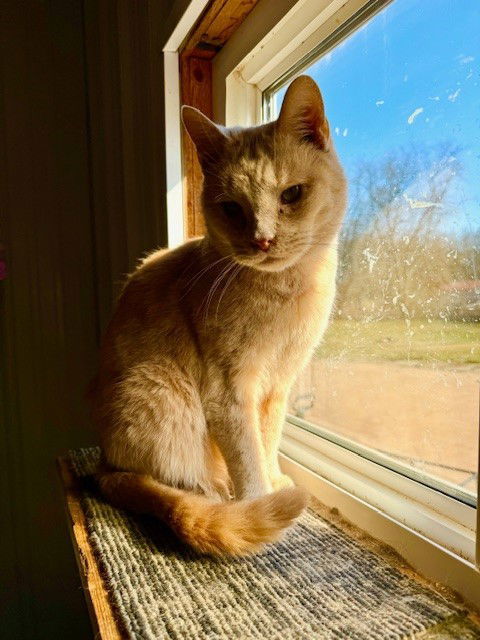 Buffy #1 (Jerard), an adoptable Tabby, Domestic Short Hair in Apollo, PA, 15613 | Photo Image 1