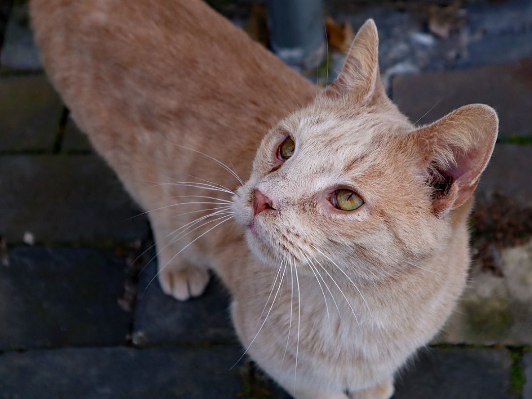 Buffy #1 (Jerard), an adoptable Tabby, Domestic Short Hair in Apollo, PA, 15613 | Photo Image 2