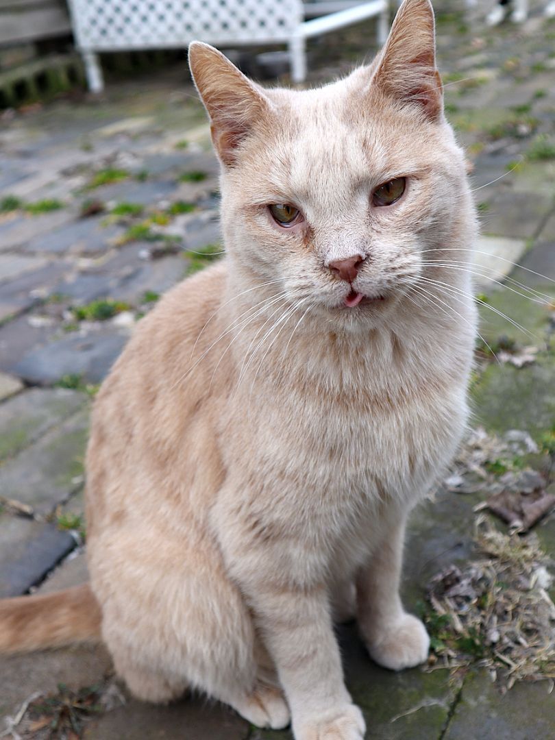 Buffy #1, an adoptable Tabby, Domestic Short Hair in Apollo, PA, 15613 | Photo Image 3