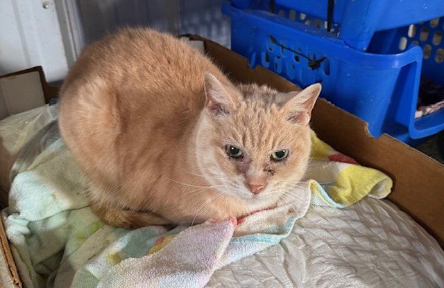 Sammie, an adoptable Domestic Short Hair in Apollo, PA, 15613 | Photo Image 1
