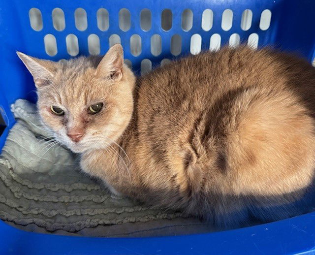 Sammie, an adoptable Domestic Short Hair in Apollo, PA, 15613 | Photo Image 2