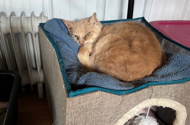 Sammie, an adoptable Domestic Short Hair in Apollo, PA, 15613 | Photo Image 3