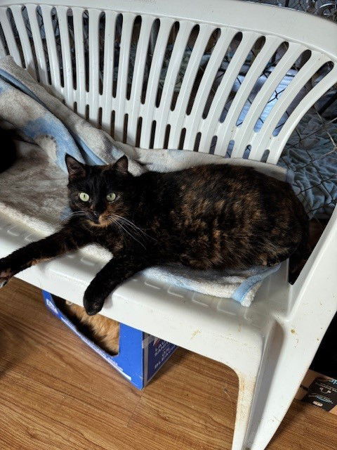 Riley, an adoptable Tortoiseshell, Domestic Short Hair in Apollo, PA, 15613 | Photo Image 1