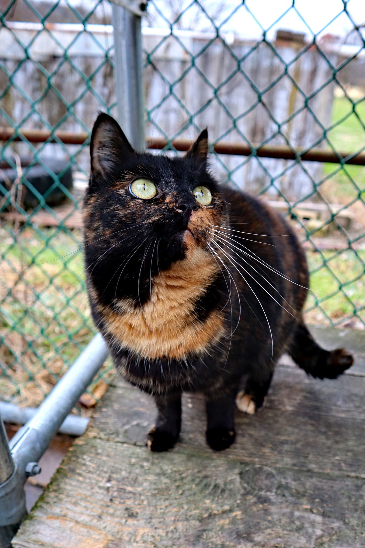 Riley, an adoptable Tortoiseshell, Domestic Short Hair in Apollo, PA, 15613 | Photo Image 2