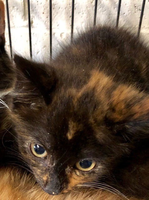 Riley, an adoptable Tortoiseshell, Domestic Short Hair in Apollo, PA, 15613 | Photo Image 3