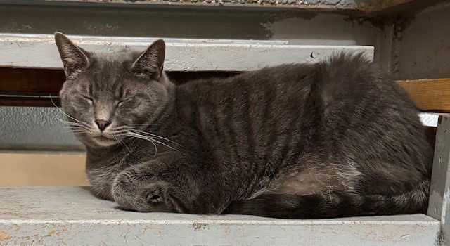 Grayson, an adoptable Tabby, Oriental Short Hair in Apollo, PA, 15613 | Photo Image 1