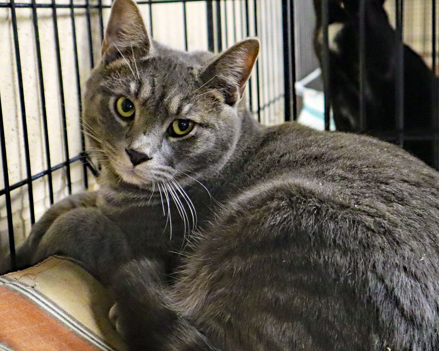 Grayson, an adoptable Tabby, Oriental Short Hair in Apollo, PA, 15613 | Photo Image 2