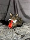 Tabby photo 1