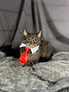 Tabby, an adoptable Domestic Short Hair in Apollo, PA, 15613 | Photo Image 1