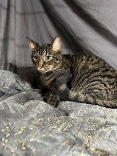Tabby, an adoptable Domestic Short Hair in Apollo, PA, 15613 | Photo Image 2