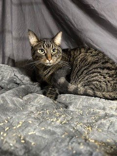 Tabby, an adoptable Domestic Short Hair in Apollo, PA, 15613 | Photo Image 3