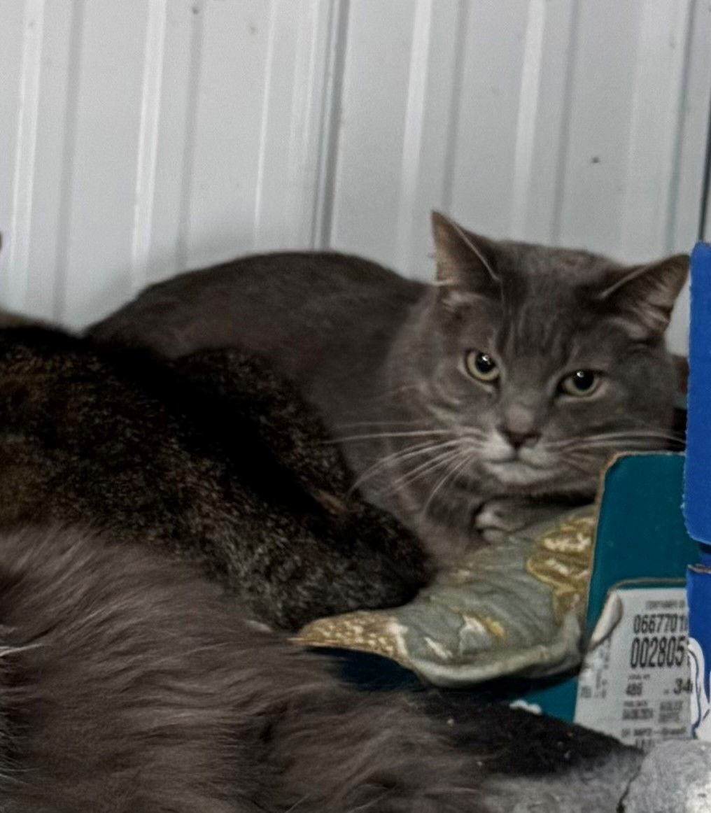 Lexi, an adoptable Tabby, Domestic Short Hair in Apollo, PA, 15613 | Photo Image 1