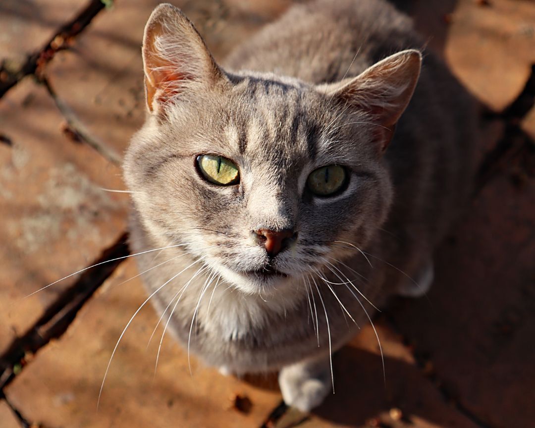 Lexi, an adoptable Tabby, Domestic Short Hair in Apollo, PA, 15613 | Photo Image 2