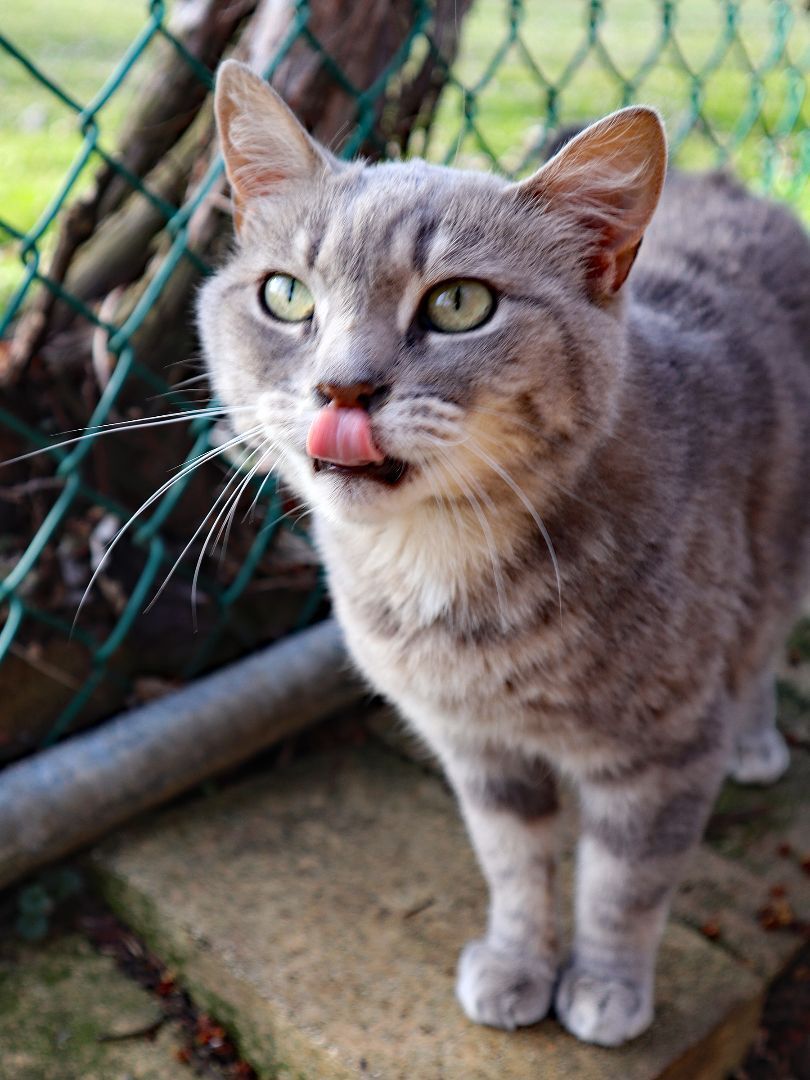 Lexi, an adoptable Tabby, Domestic Short Hair in Apollo, PA, 15613 | Photo Image 3