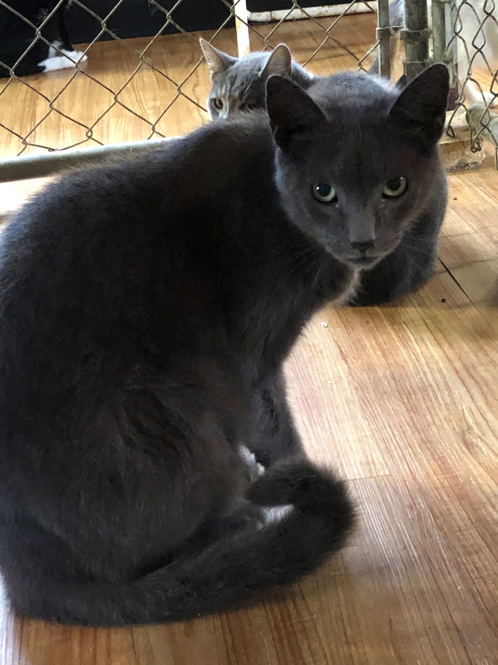 Flash, an adoptable Russian Blue, Domestic Short Hair in Apollo, PA, 15613 | Photo Image 1