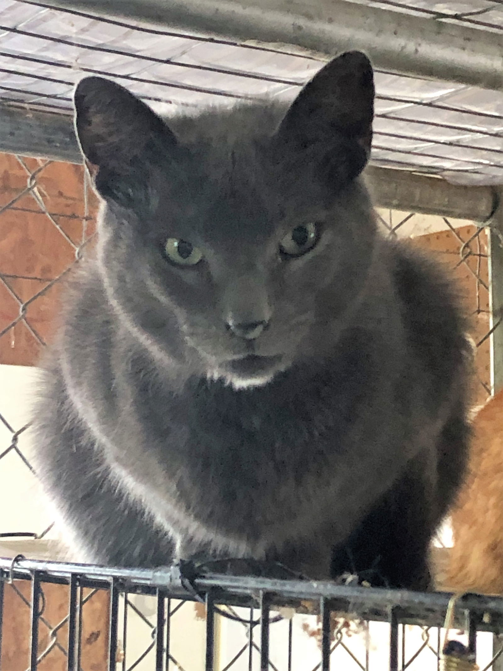 Flash, an adoptable Russian Blue, Domestic Short Hair in Apollo, PA, 15613 | Photo Image 2
