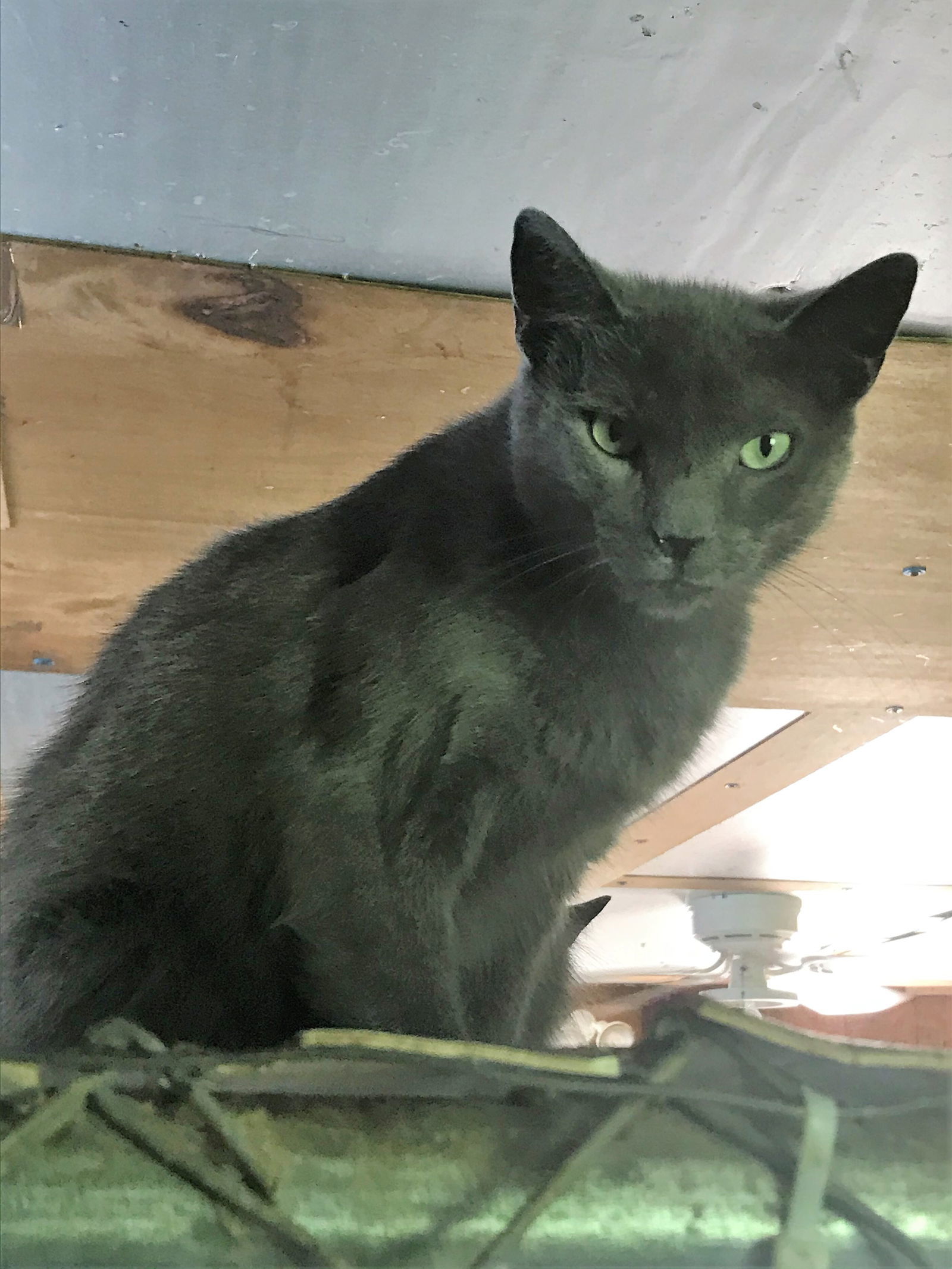 Flash, an adoptable Russian Blue, Domestic Short Hair in Apollo, PA, 15613 | Photo Image 3