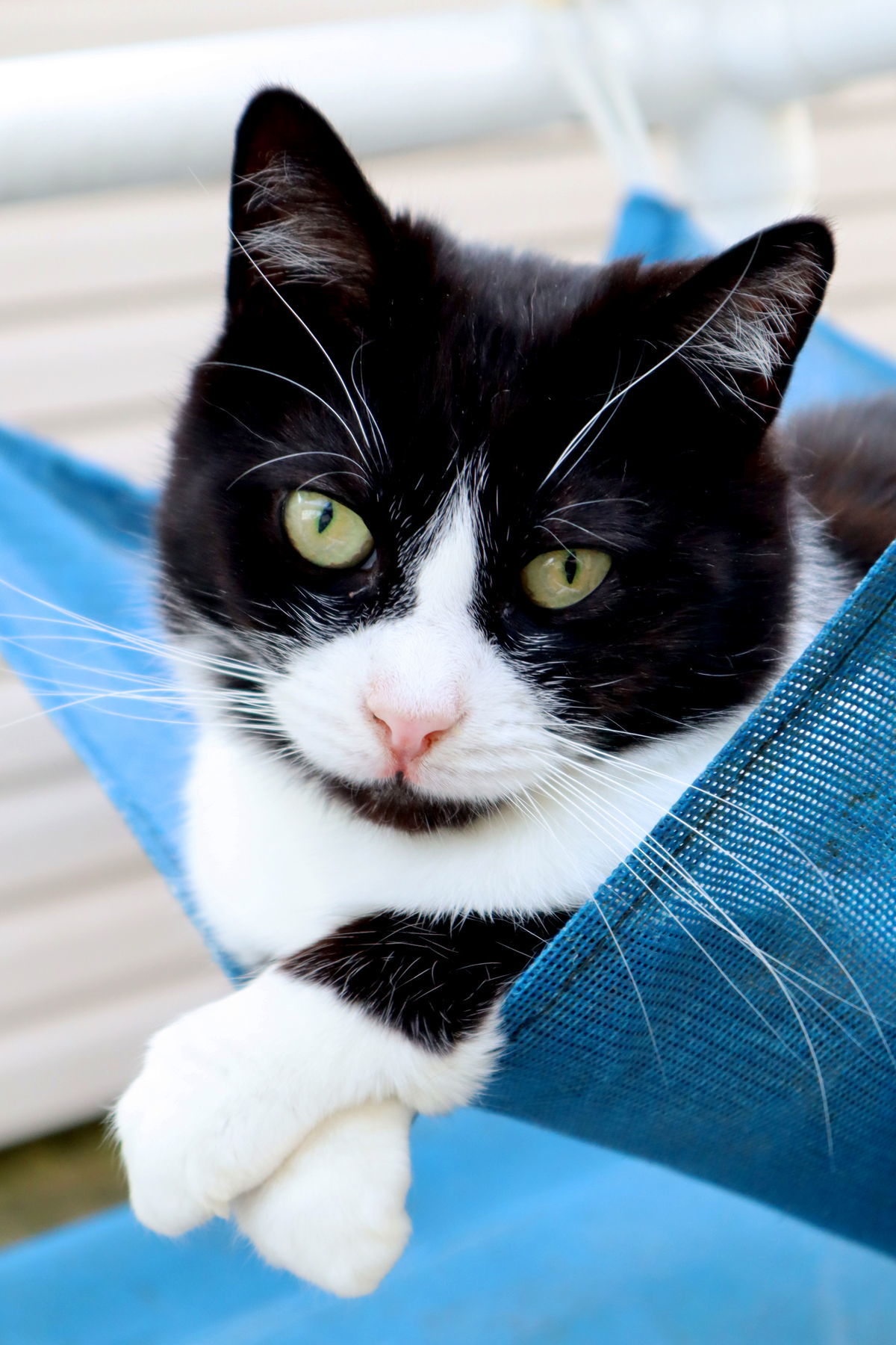 Rosemary, an adoptable Tuxedo, Domestic Short Hair in Apollo, PA, 15613 | Photo Image 1