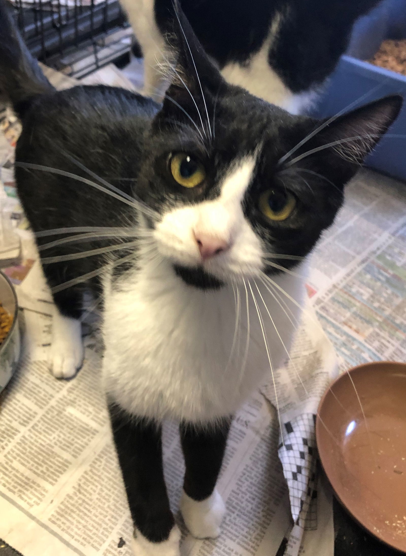 Rosemary, an adoptable Tuxedo, Domestic Short Hair in Apollo, PA, 15613 | Photo Image 2