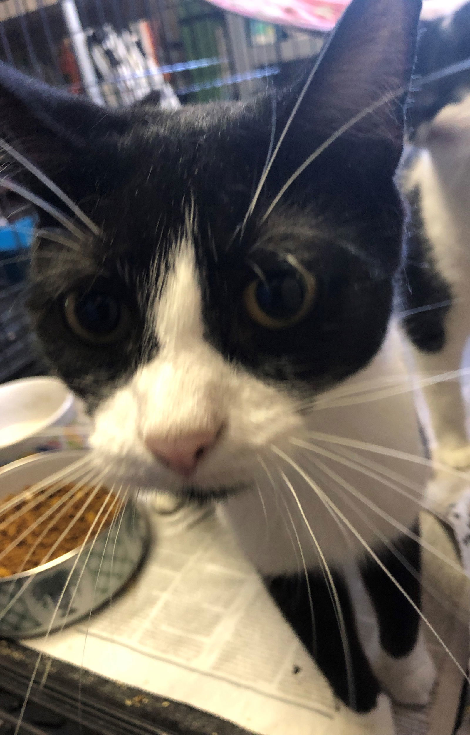 Rosemary, an adoptable Tuxedo, Domestic Short Hair in Apollo, PA, 15613 | Photo Image 3