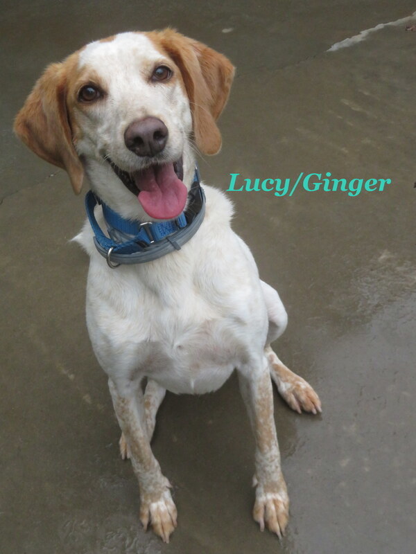 Lucy / Ginger