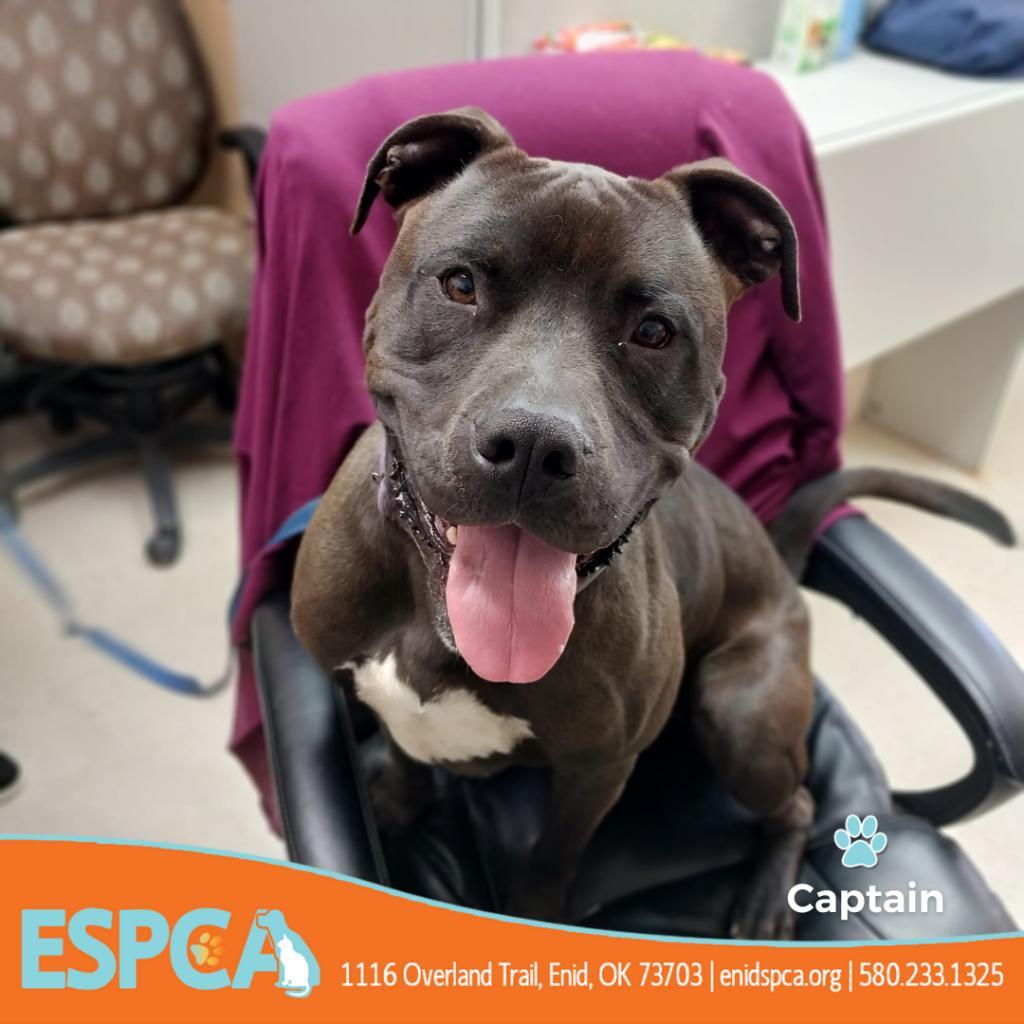 Captain, an adoptable American Staffordshire Terrier in Enid, OK, 73703 | Photo Image 2