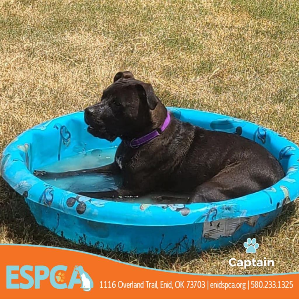 Captain, an adoptable American Staffordshire Terrier in Enid, OK, 73703 | Photo Image 3