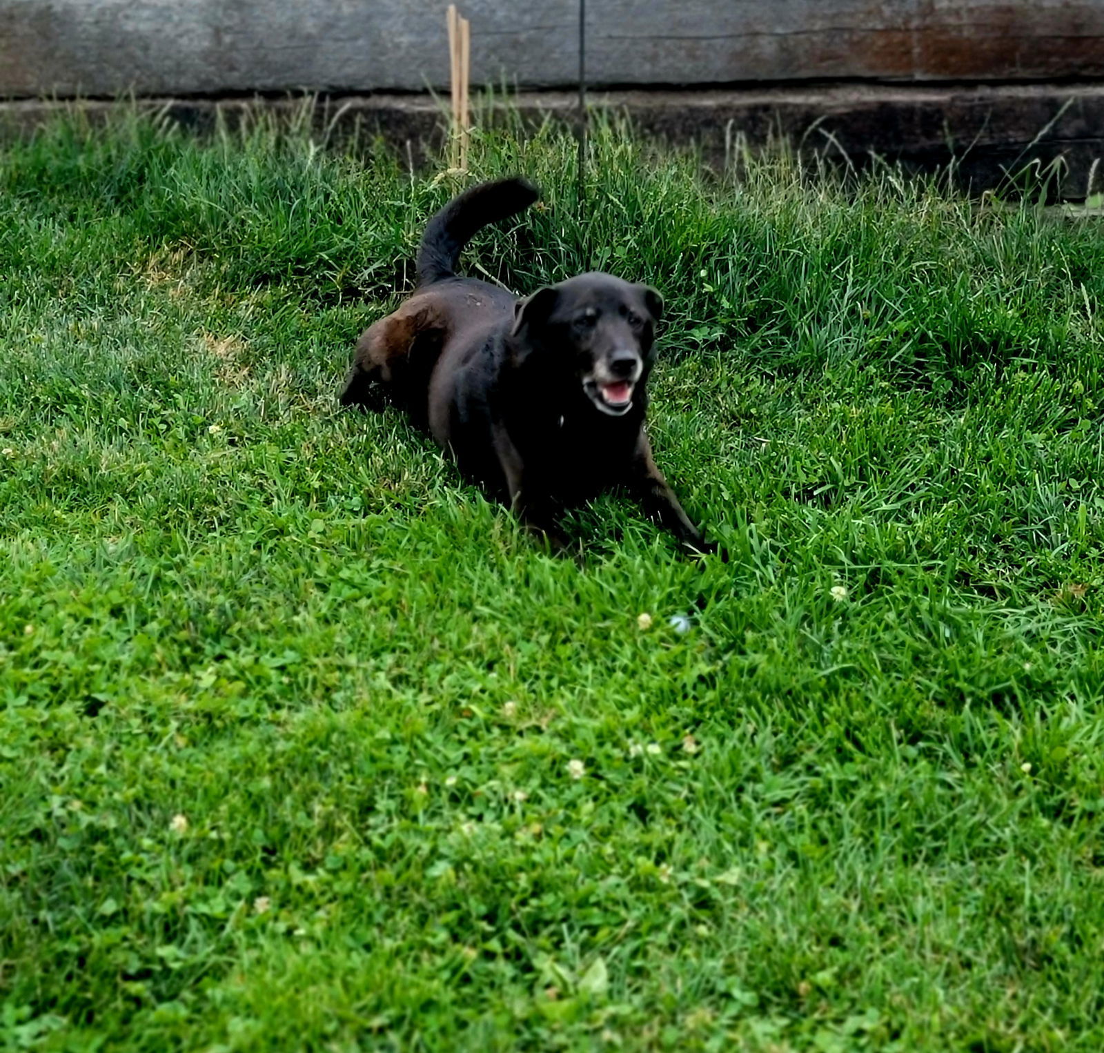 Leeda, an adoptable Labrador Retriever in Elizabethtown, PA, 17022 | Photo Image 2
