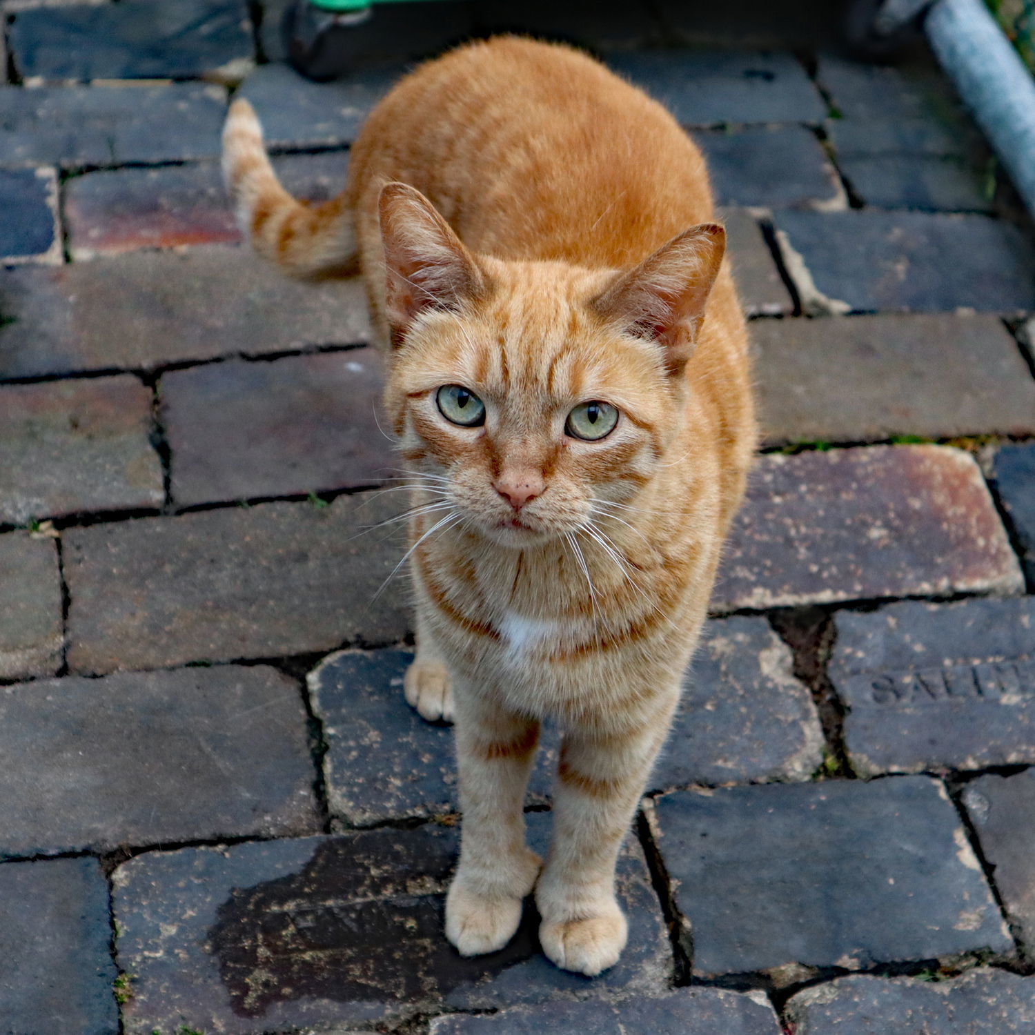 Poly, an adoptable Extra-Toes Cat / Hemingway Polydactyl, Tabby in Apollo, PA, 15613 | Photo Image 1