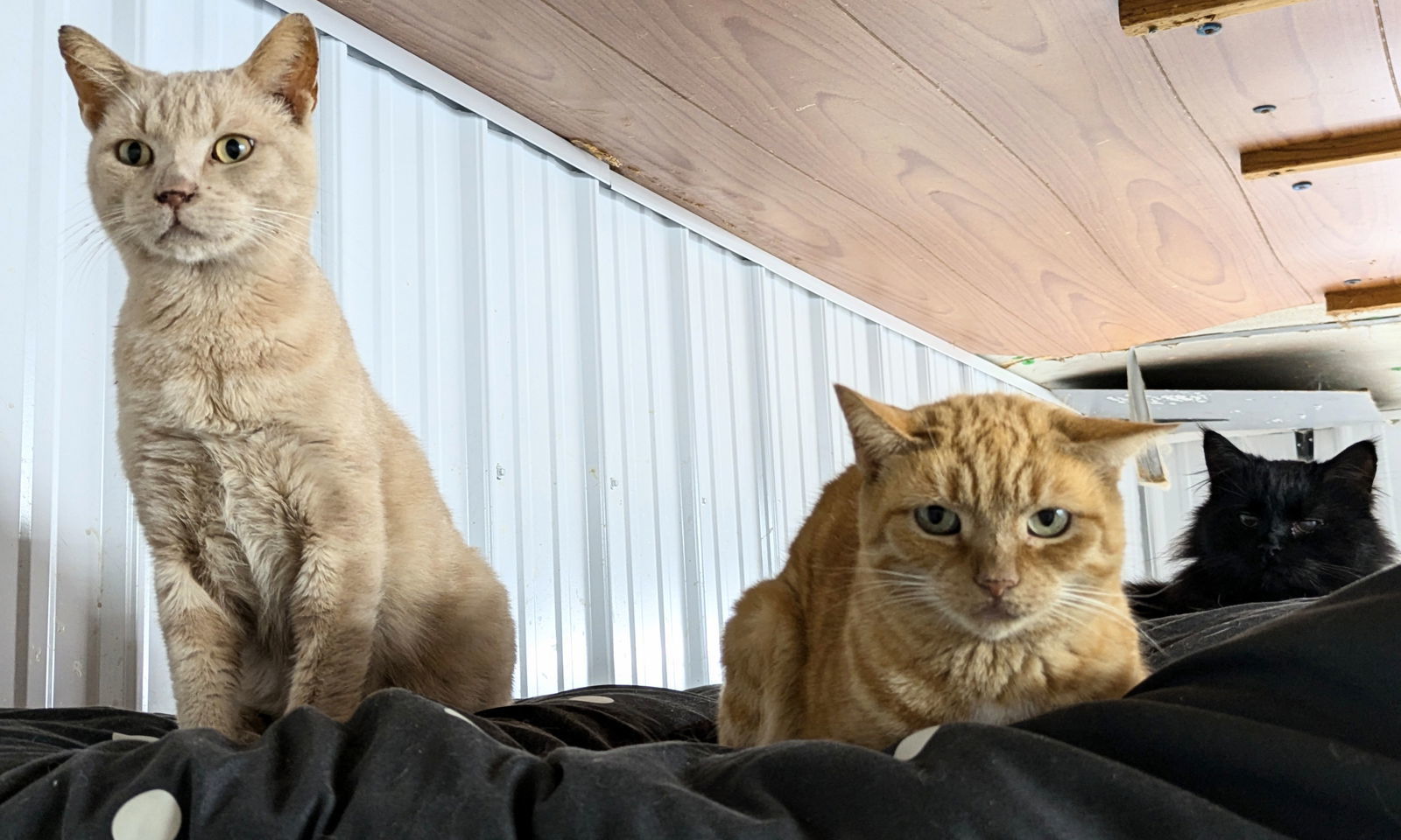 Poly, an adoptable Extra-Toes Cat / Hemingway Polydactyl, Tabby in Apollo, PA, 15613 | Photo Image 2