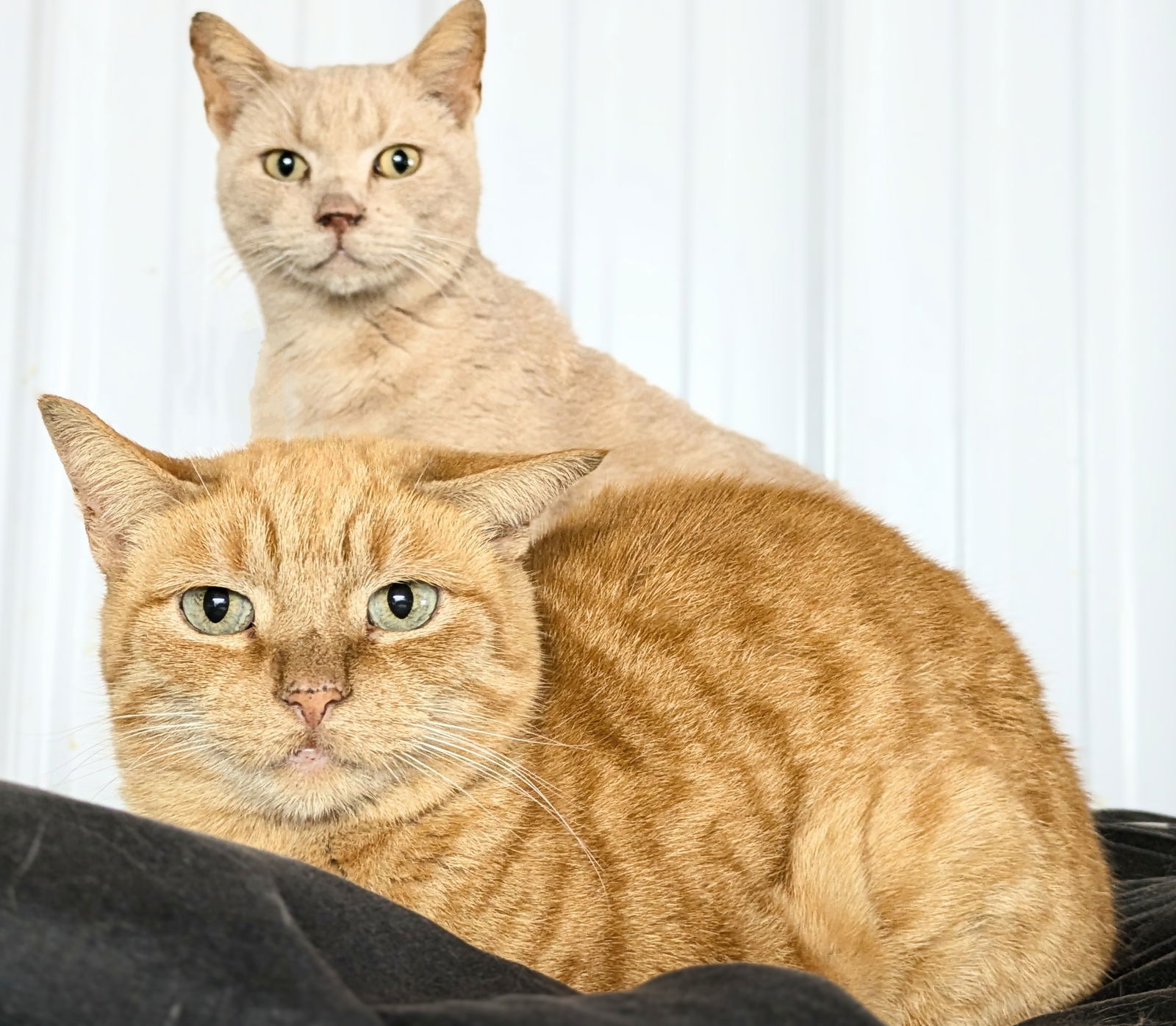Poly, an adoptable Extra-Toes Cat / Hemingway Polydactyl, Tabby in Apollo, PA, 15613 | Photo Image 3