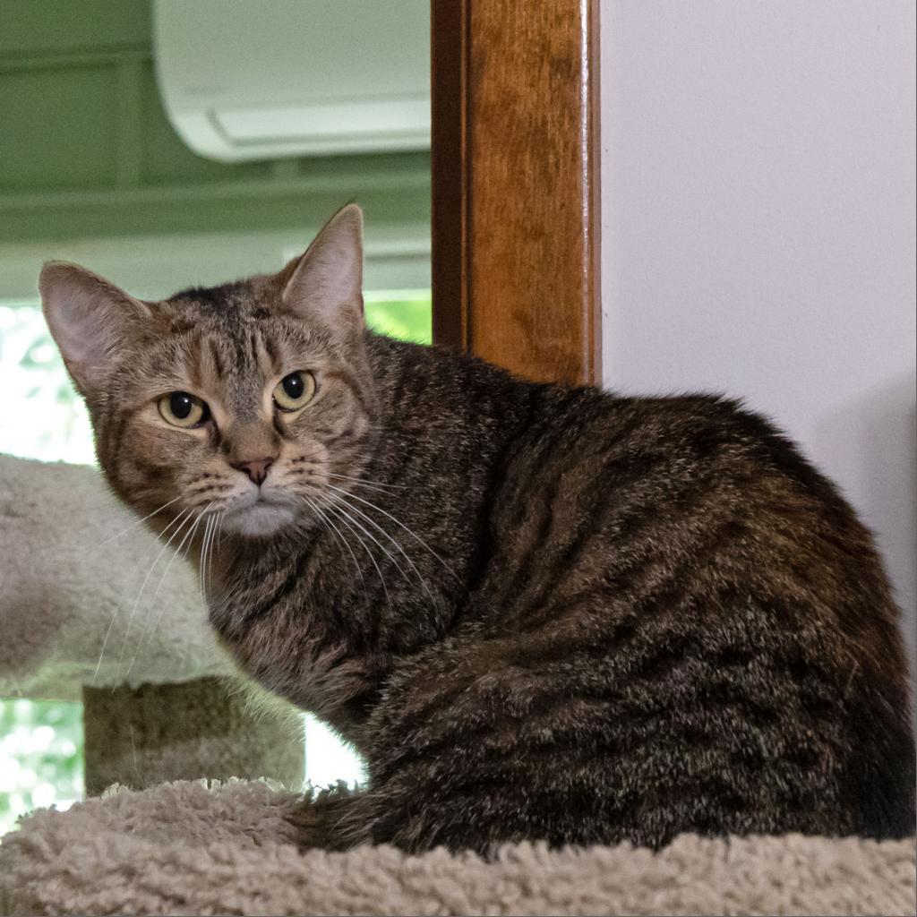 Rosalie, an adoptable Domestic Short Hair in McKean, PA, 16426 | Photo Image 1