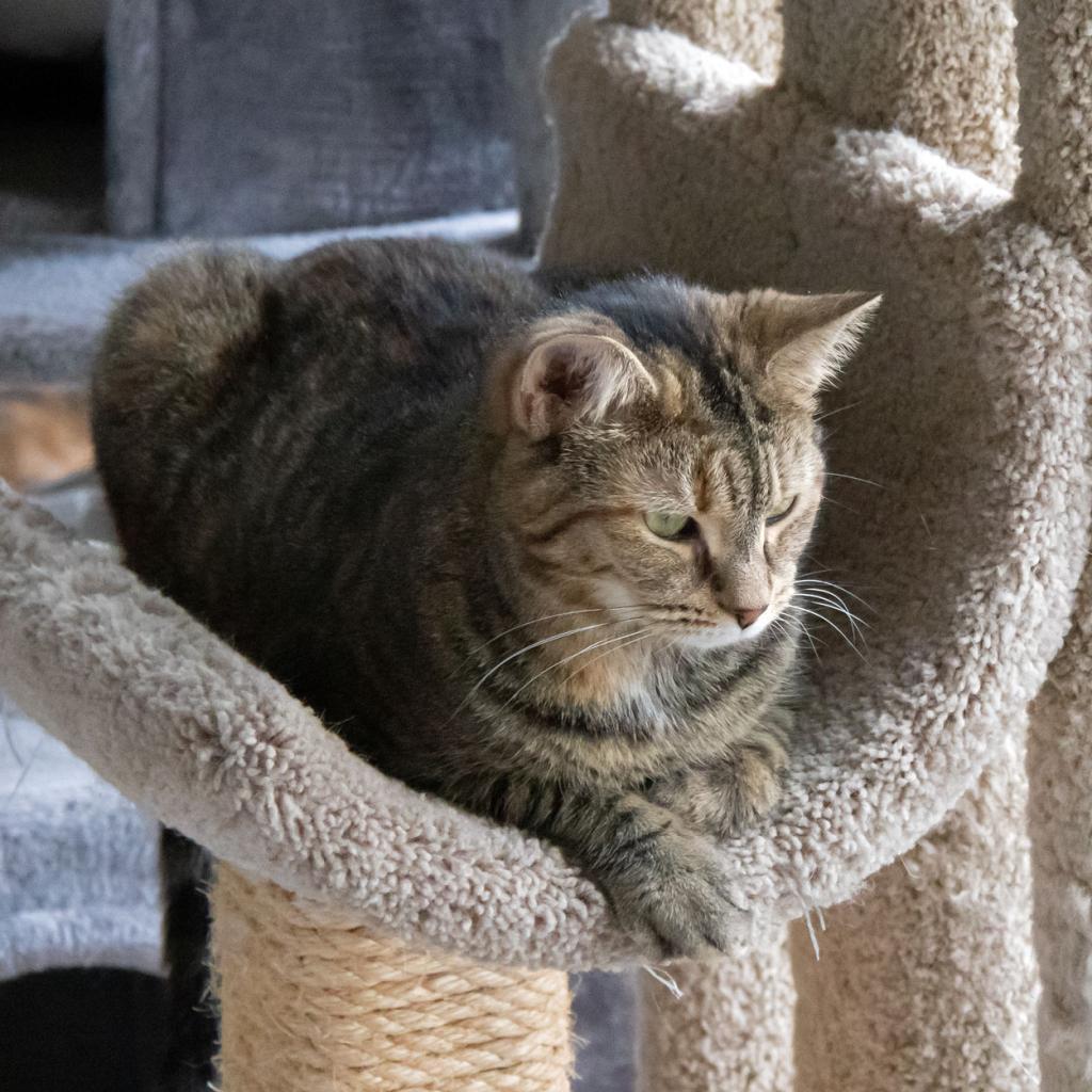 Rosalie, an adoptable Domestic Short Hair in McKean, PA, 16426 | Photo Image 2