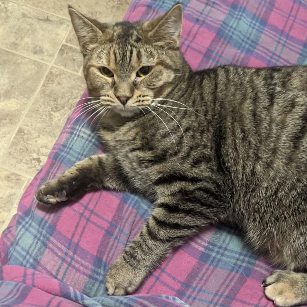 Rosalie, an adoptable Domestic Short Hair in McKean, PA, 16426 | Photo Image 6