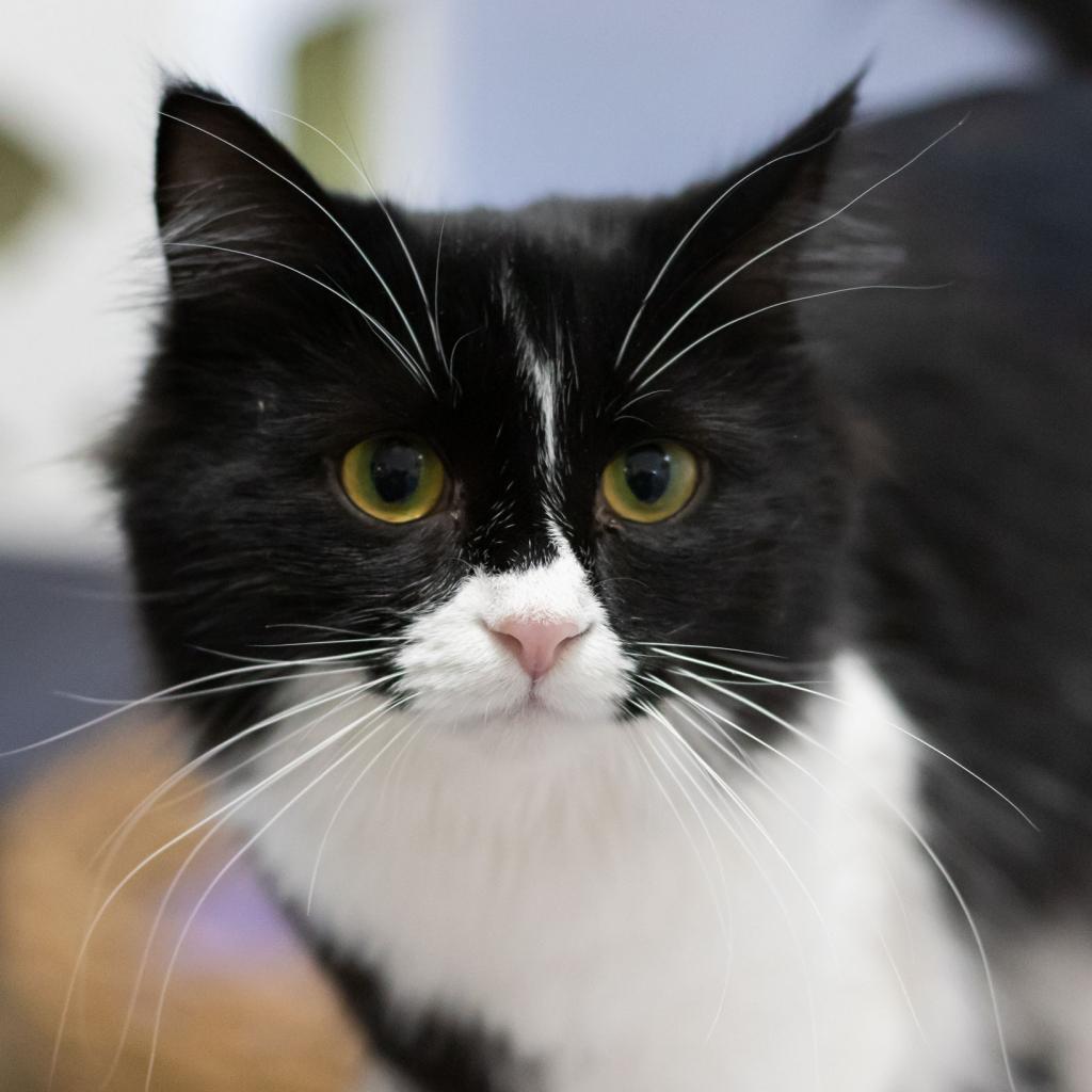 Winnie, an adoptable Domestic Long Hair in McKean, PA, 16426 | Photo Image 1