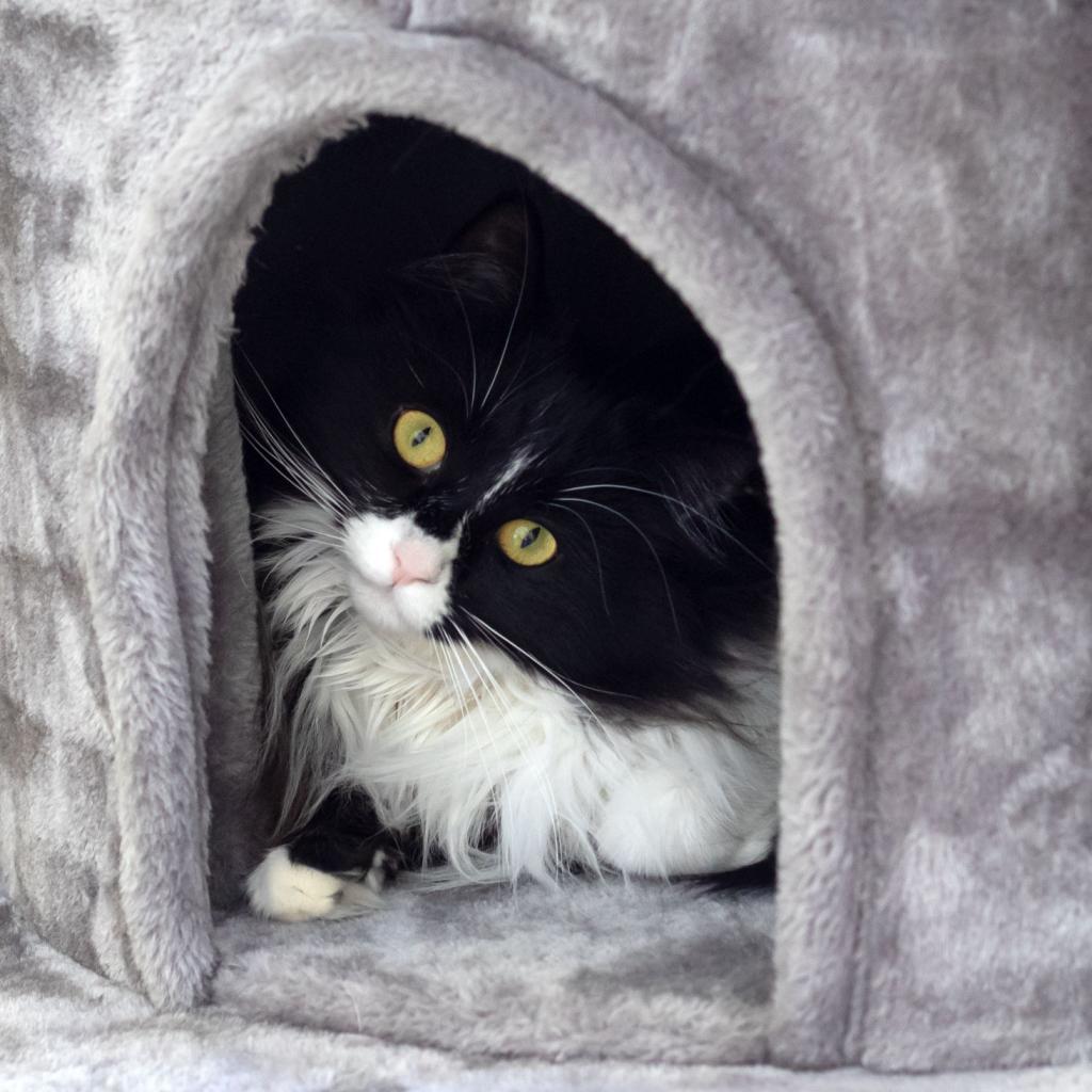 Winnie, an adoptable Domestic Long Hair in McKean, PA, 16426 | Photo Image 4