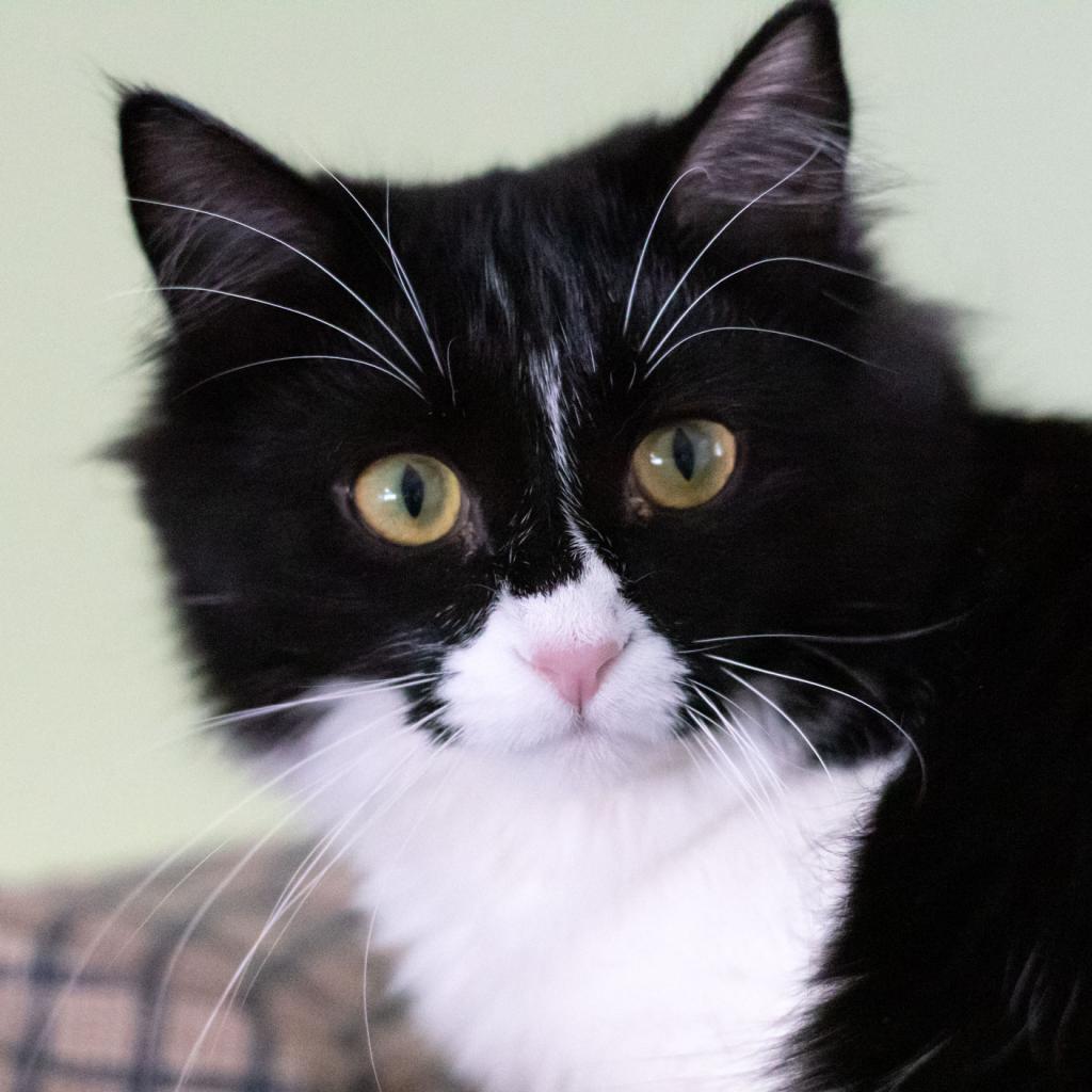 Winnie, an adoptable Domestic Long Hair in McKean, PA, 16426 | Photo Image 6