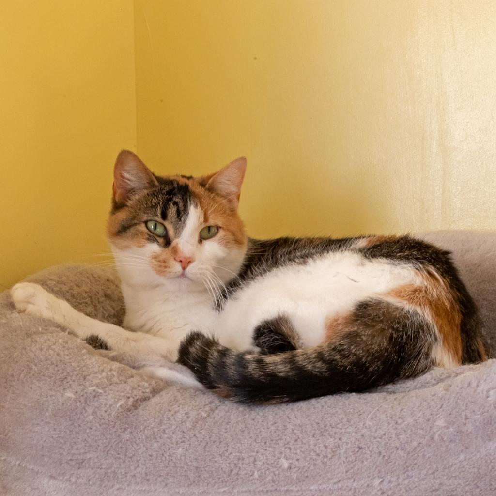 Haley, an adoptable Domestic Short Hair in McKean, PA, 16426 | Photo Image 2