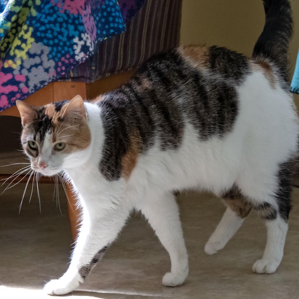 Haley, an adoptable Domestic Short Hair in McKean, PA, 16426 | Photo Image 5