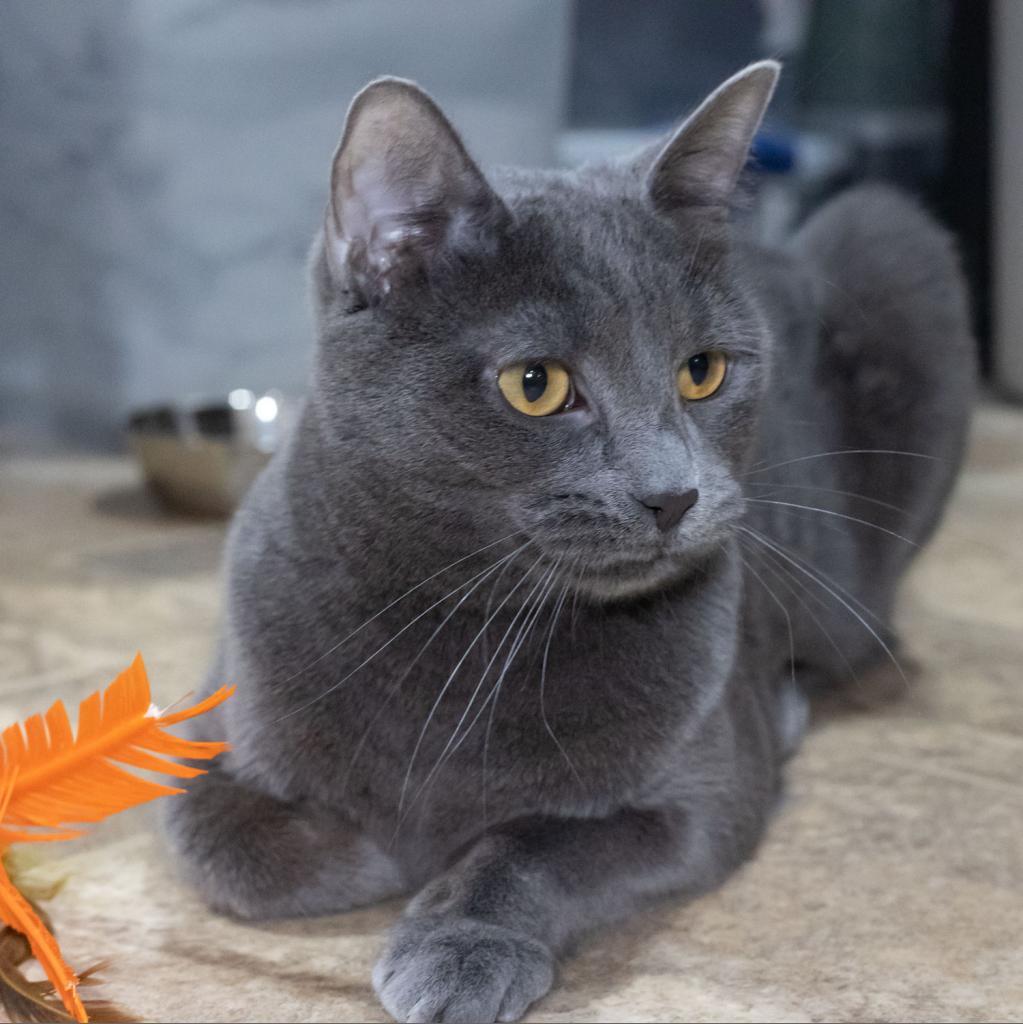 Otter, an adoptable Domestic Short Hair in McKean, PA, 16426 | Photo Image 1