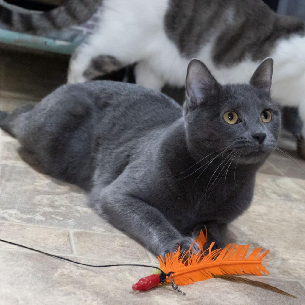 Otter, an adoptable Domestic Short Hair in McKean, PA, 16426 | Photo Image 2