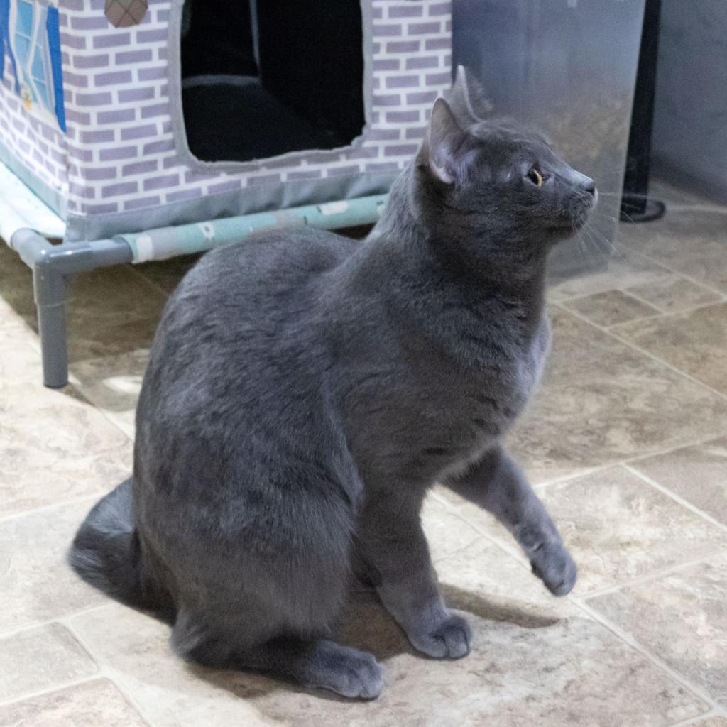 Otter, an adoptable Domestic Short Hair in McKean, PA, 16426 | Photo Image 5