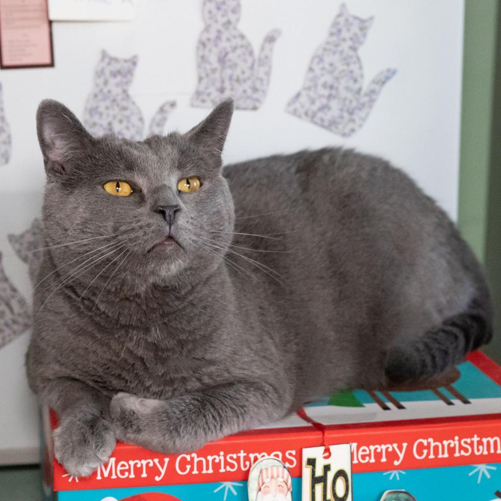 Otter, an adoptable Domestic Short Hair in McKean, PA, 16426 | Photo Image 6