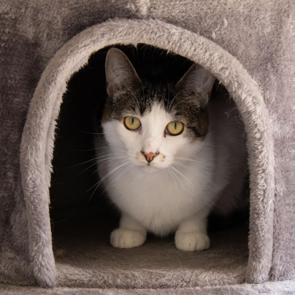 Dottie, an adoptable Domestic Short Hair in McKean, PA, 16426 | Photo Image 1