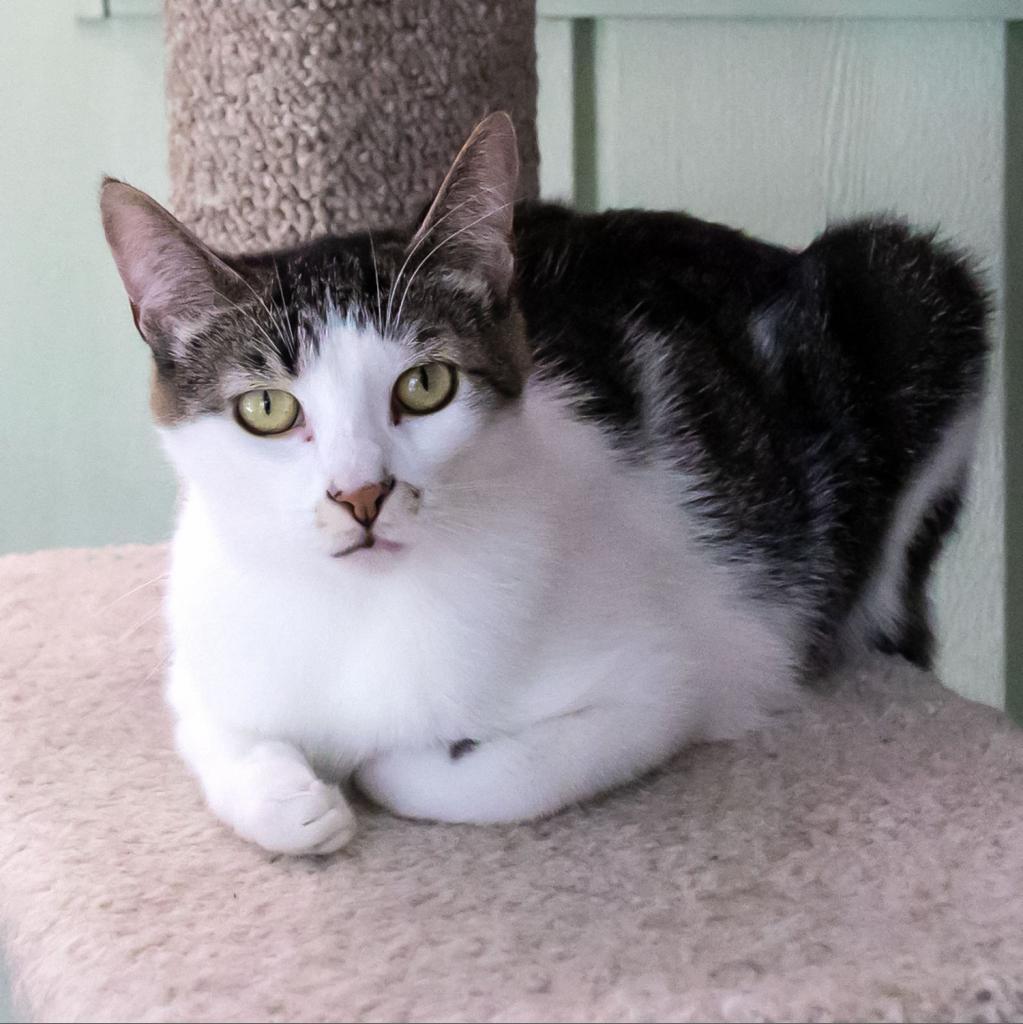 Dottie, an adoptable Domestic Short Hair in McKean, PA, 16426 | Photo Image 2